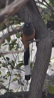 Tree pie